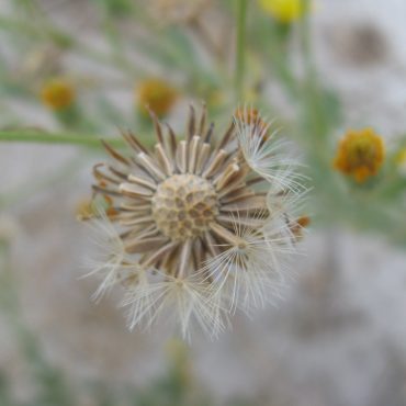 dried out flower center