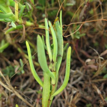green leafed stem