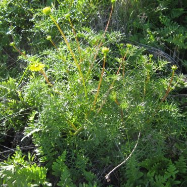 plant with tall yellow flowers