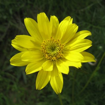 large yellow flower