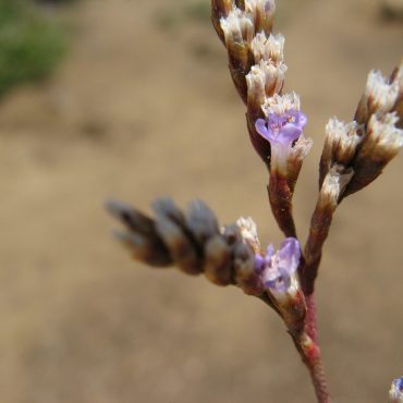 close up of small purple flower pods blooming
