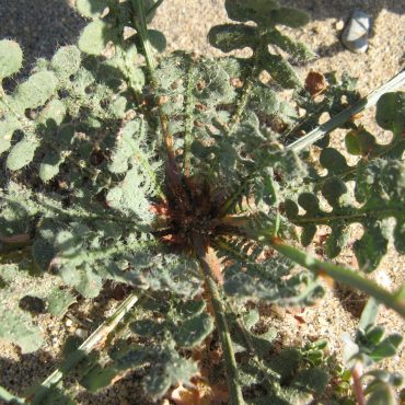 opening of plant and leaves