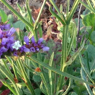 purple flowers in plant