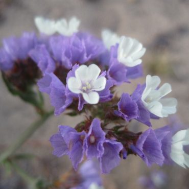 white and purple flowers close up