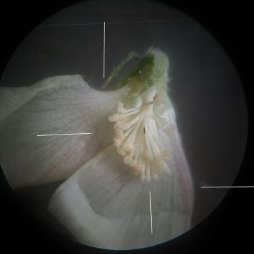 Basal indentation, pink-tinged section, stigmas, and stamens of split Alkali Mallow flower