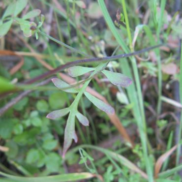 long green leaves