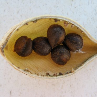 Round brown seeds in half of a bladder pod
