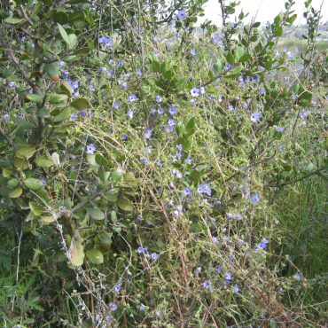 Bush with small purple flowers