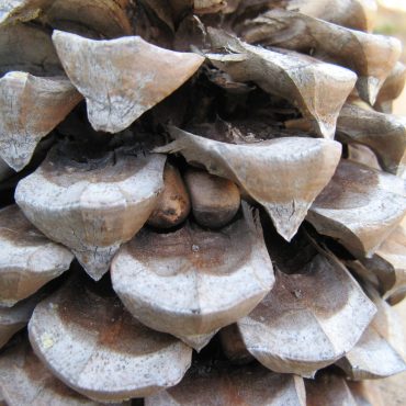 close up of pinecone