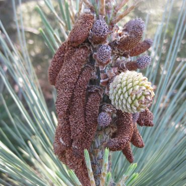 close up of pine cone and brown seed pods