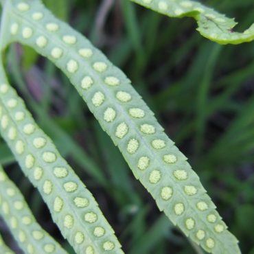 close up of leaf with two rows of dots running down each side