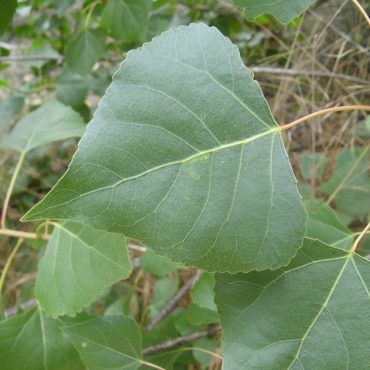 single hear-shaped leaf of the Fremont Cottonwood tree