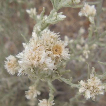 cream colored blooms remain on the stem after seed release