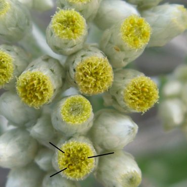 Flowery heads consist of tiny florets surrounded by papery phyllaries, photo shows bisexual florets
