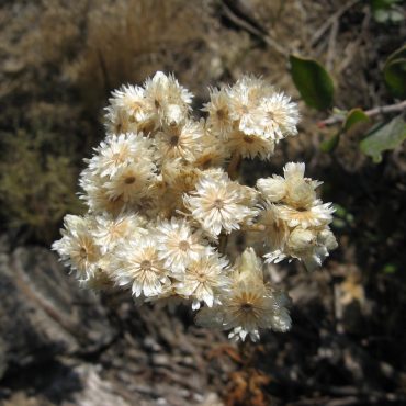 Cream colored cluster of blooming bicolor everlasting