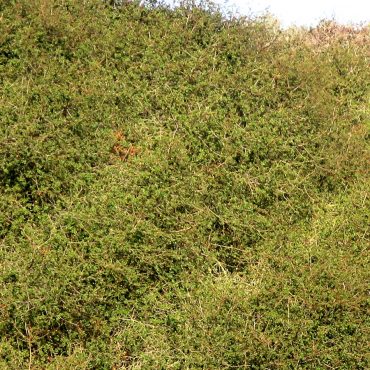Nuttall's scrub oak over growing in field