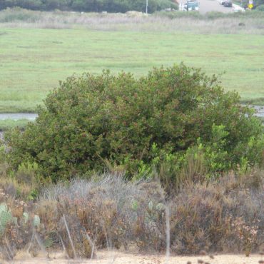 large green bush