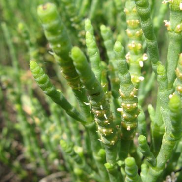 close up of young green pickleweed plants