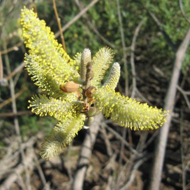 Male catkin with yellow flowers