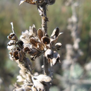 dried seed pods