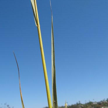 Tall reed of California Cord Grass against blue sky