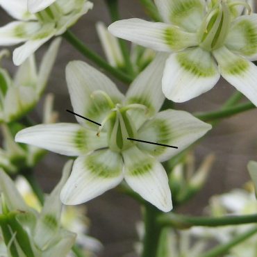 White flower with green center, showing three styles