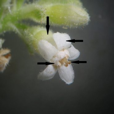 microscopic view of white flower