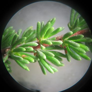 microscopic view of tiny green tubes on branch