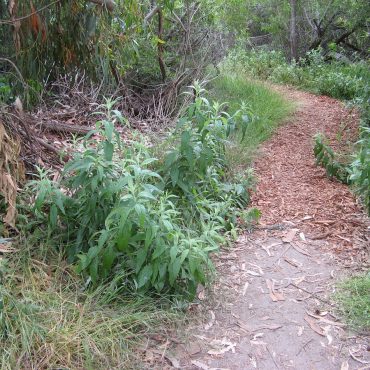Bushes growing alongside trail