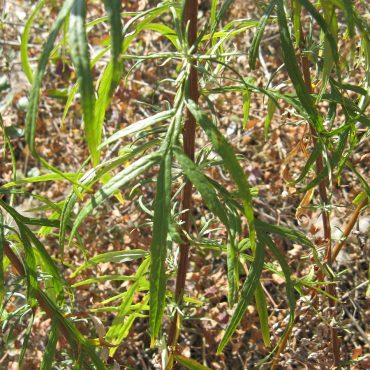 long grass like leaves of Palmer's Sagewort plant