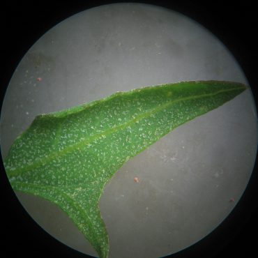 microscopic view of leaf