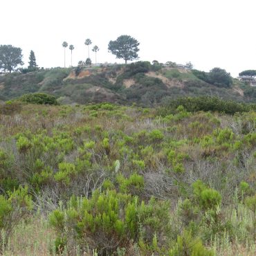 field with green bushes