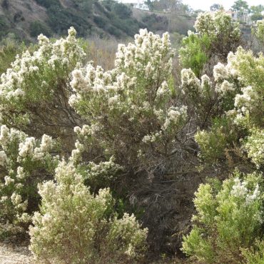 white tipped bushes
