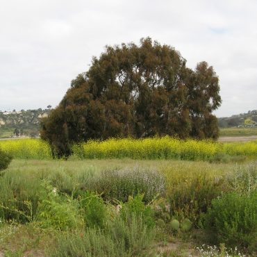 Large Eucalyptus surrounded by field of Black Mustard flowers
