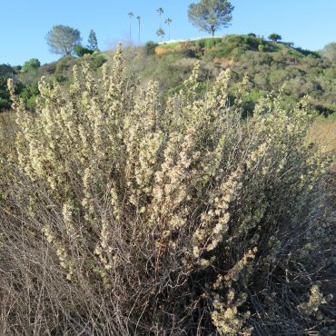 California Brickellbush in full bloom with hillside in background