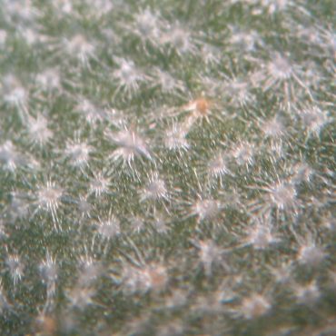 small white stellate hairs on leaf