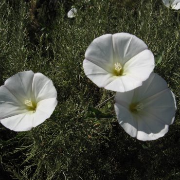 3 white circular flowers