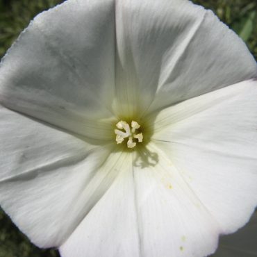 close up of white flower and its center
