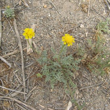 low-growing yellow pincushion flowers
