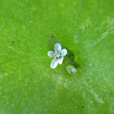 close up of single tiny flower inside circular green leaf