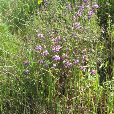 purple flowers scattered in brush