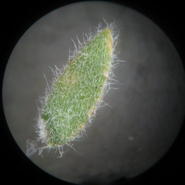 Leaf covered with long, wavy hairs