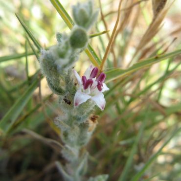 Alkali Weed with white flower