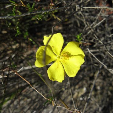 5 petal yellow flower