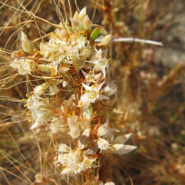 stalk of orange California Dodder with small white flowers