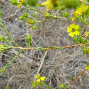 stems with yellow flowers and small green leaves