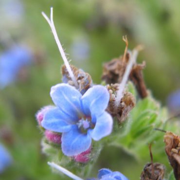 close up small five petal blue flower