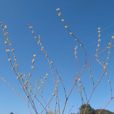 thin red branches with tiny white flowers
