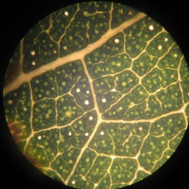 microscopic view of leaf with small square pattern