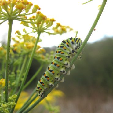 green caterpillar with black and orange dots climbing stem